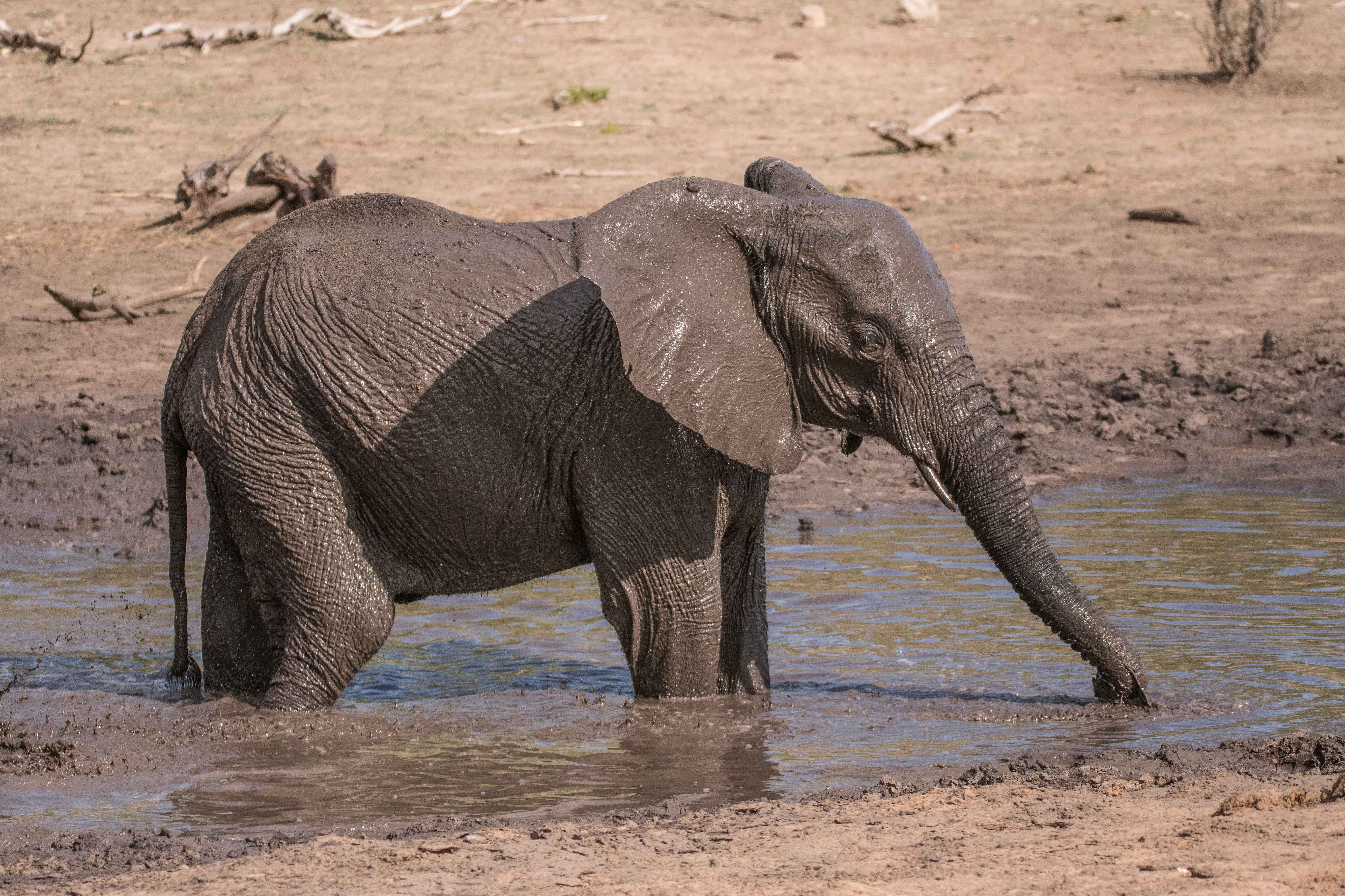 Eléphant de savane Africain (African bush elephant, Loxodonta Africana), adulte prenant un bain de boue, Chobe National Park, Bostwana.